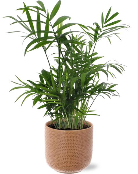 Chamaedorea Elegans - Ø12cm - ↕40cm + Aresso Pot D13x12,5cm - Bruin  BotanicBridge