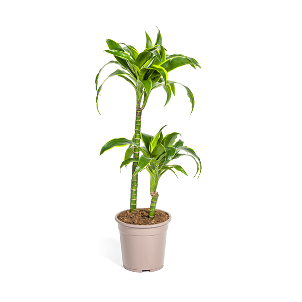 Dracaena Deremensis Dorado Ø19cm - ↕80cm  BotanicBridge