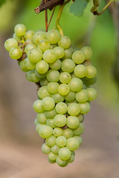 Vitis vinifera 'Johanniter' - Witte Druif - Ø13cm - ↕45cm  BotanicBridge