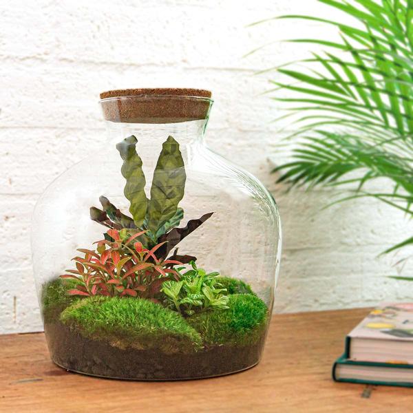 DIY terrarium - Fat Joe Rood - ↕ 30 cm - Normal  BotanicBridge