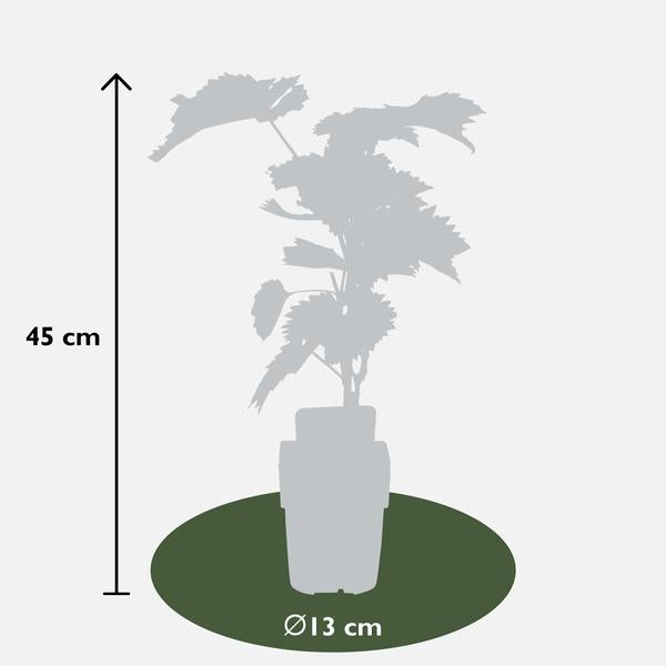 Vitis vinifera 'Boskoop Glory' - Blauwe druif - Ø13cm - ↕45cm  BotanicBridge