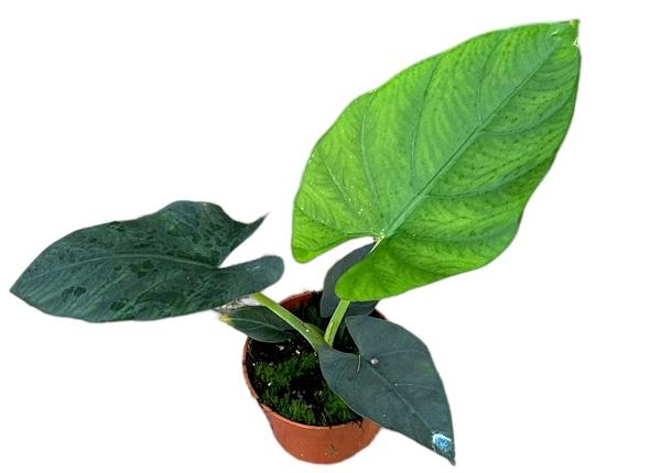 Alocasia Scabriuscula - Ø10,5cm - ↕15cm  BotanicBridge