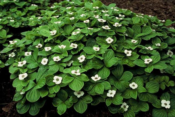 Cornus canadensis - ↕10-25cm - Ø9cm - 12x  BotanicBridge