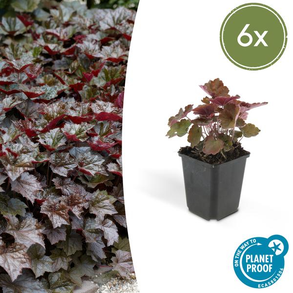 Heuchera mic. 'Palace Purple' - ↕10-25cm - Ø9cm - 6x  BotanicBridge