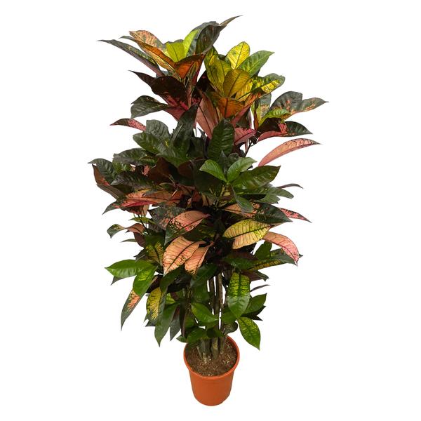 Codiaeum (Croton) Iceton vertakt - 120 cm - Ø24cm  BotanicBridge