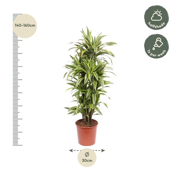 Dracaena Lemon Lime - 150 cm - ø30  BotanicBridge