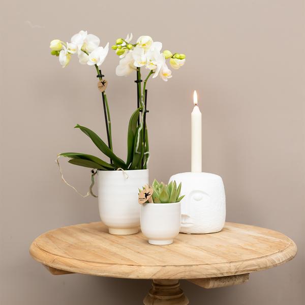 Kolibri Home | Glazed bloempot - Witte keramieken sierpot met glans - Ø6cm  BotanicBridge