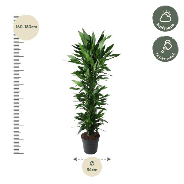 Dracaena Janet Lind vertakt - 170 cm - ø34  BotanicBridge