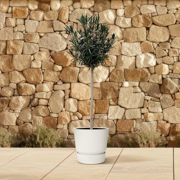 Nerium Oleander op stam met witte bloem - 170cm- Ø40  BotanicBridge