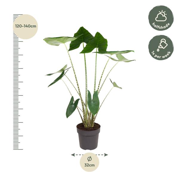 Alocasia Zebrina - 130 cm - ø32  BotanicBridge