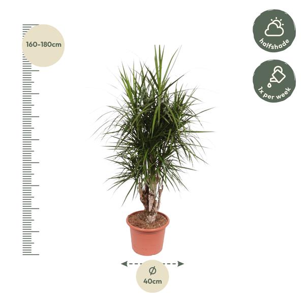 Dracaena Marginata vertakt - 160 cm - ø32  BotanicBridge