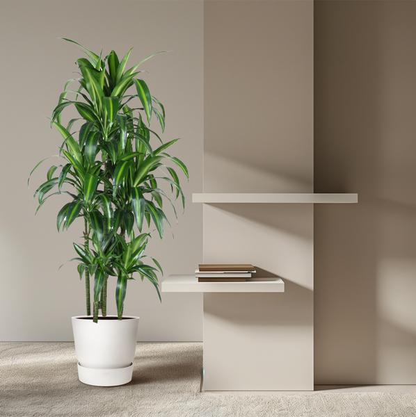 Dracaena Hawaiiana Carrousel - 150 cm - ø31  BotanicBridge