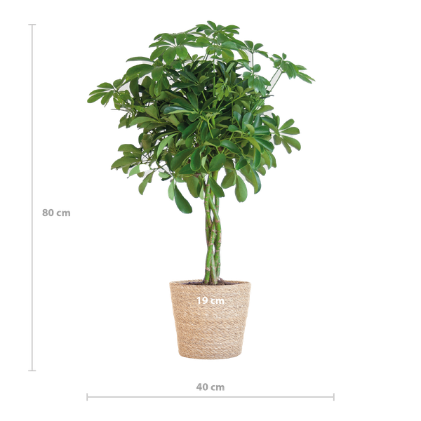 Schefflera Arab Nora met Mand Sofia naturel  - 70cm - Ø21  BotanicBridge