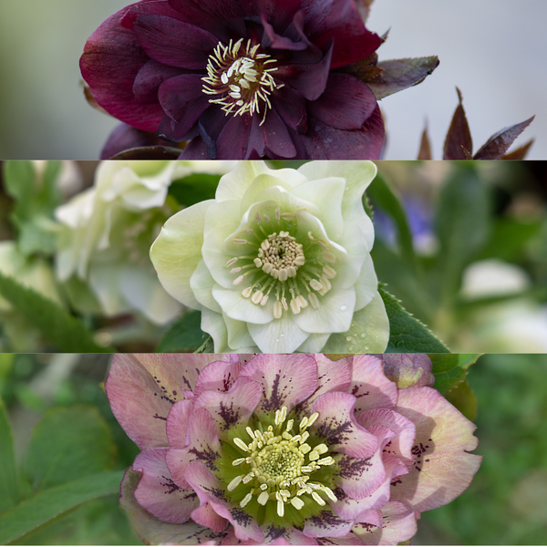 Helleborus Specials - 3 x Ø 14 cm - ↨ 25 cm  BotanicBridge