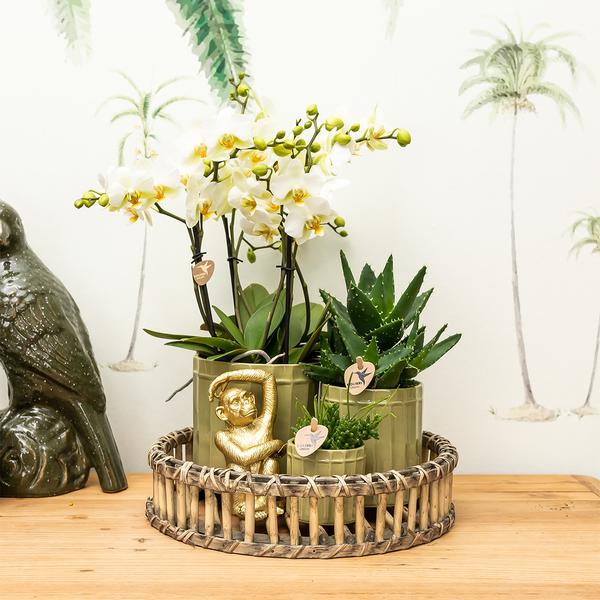 Kolibri Home | Ornament - Decoratie beeld Sitting Monkey - Gold  BotanicBridge