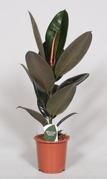 Ficus Elastica Abidjan - Ø17cm - ↕60cm  BotanicBridge