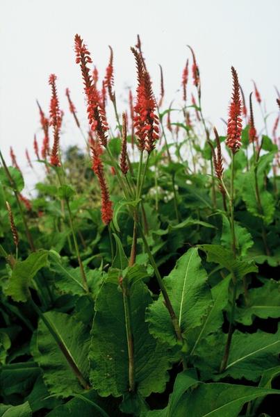 Persicaria amplexicaulis - ↕10-25cm - Ø9cm - 20x  BotanicBridge