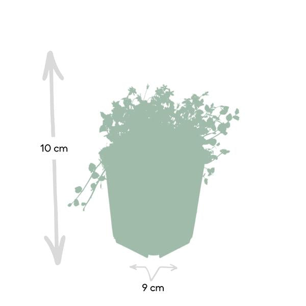 Isotoma fluviatilis - ↕10-25cm - Ø9cm  - 6x  BotanicBridge