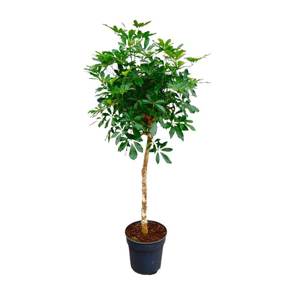 Schefflera op stam - 180cm - ø35  BotanicBridge