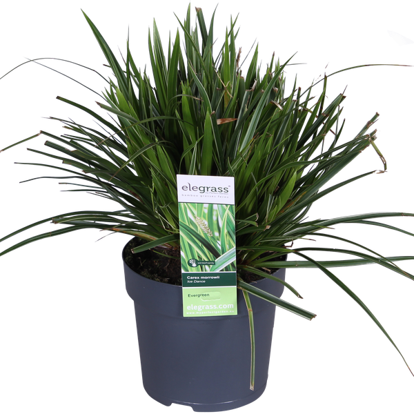 3x - Carex morrowii 'Ice Dance' - ↨30cm - Ø14  BotanicBridge