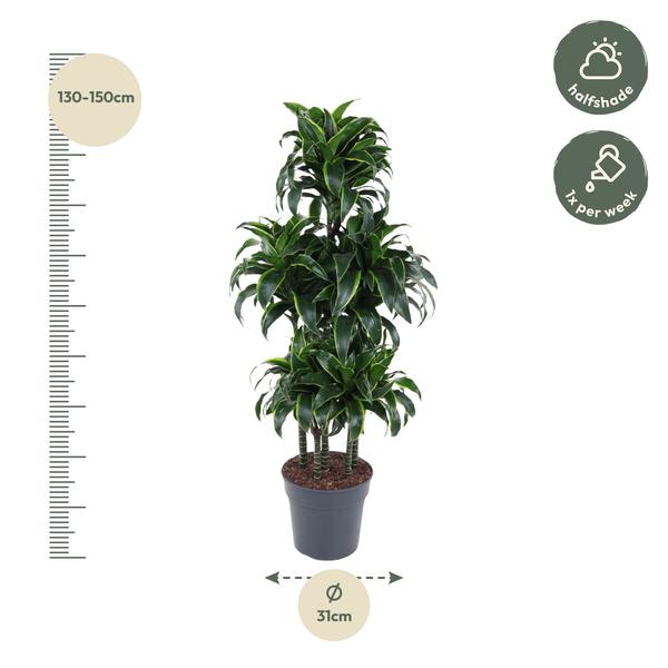 Dracaena Dorado Carrousel - 140 cm - ø31  BotanicBridge