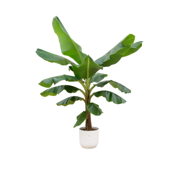 Combi deal - Bananenplant (Musa) inclusief elho Vibes Fold Round wit Ø30 - 180 cm  BotanicBridge