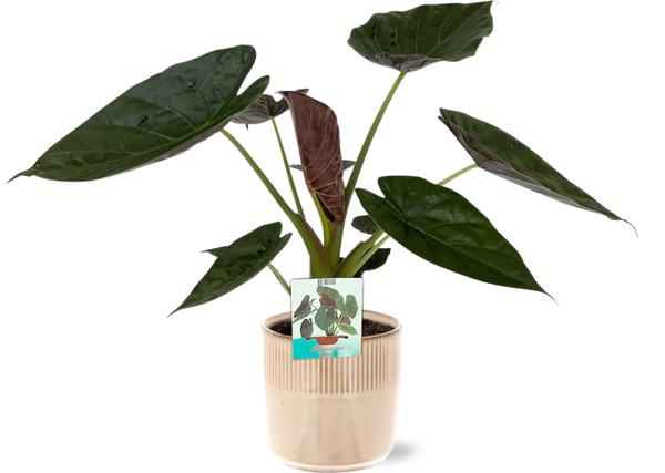 Alocasia Wentii - Ø19cm - ↕85cm + Terni Pot D20x20cm - Roze  BotanicBridge