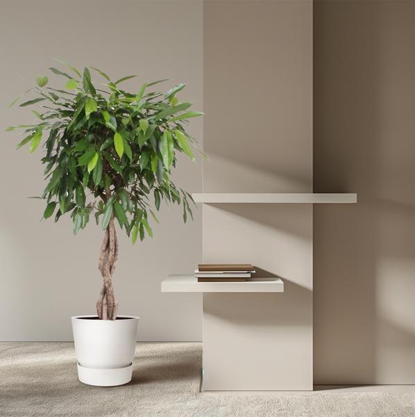 Ficus Amstel King gevlochten stam - 140 cm - ø34  BotanicBridge