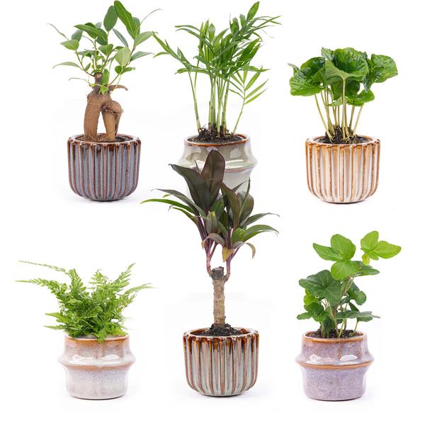 Mini planten set 6 - Inclusief pot set Barcelona  BotanicBridge