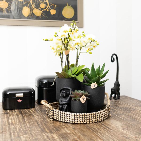 Kolibri Home | Ornament - Decoratie beeld Sitting Monkey - Black  BotanicBridge