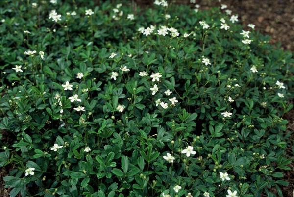 Potentilla tridentata 'Nuuk' - ↕10-25cm - Ø9cm - 12x  BotanicBridge