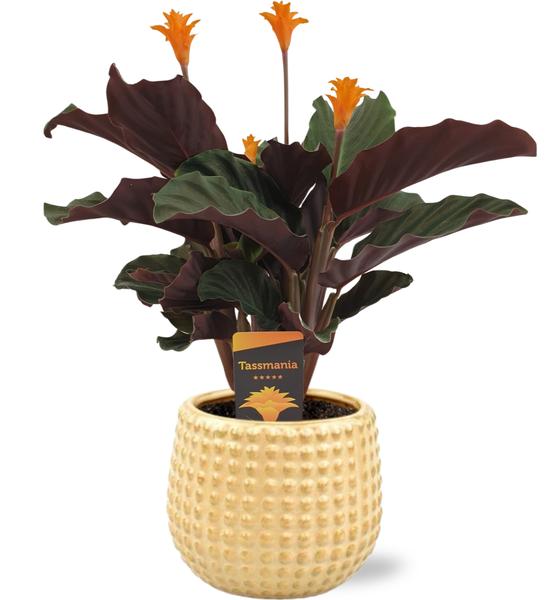 Calathea Crocata - Ø14cm - ↕40cm + Bubble Pot D14,5x13,5cm - Goud  BotanicBridge