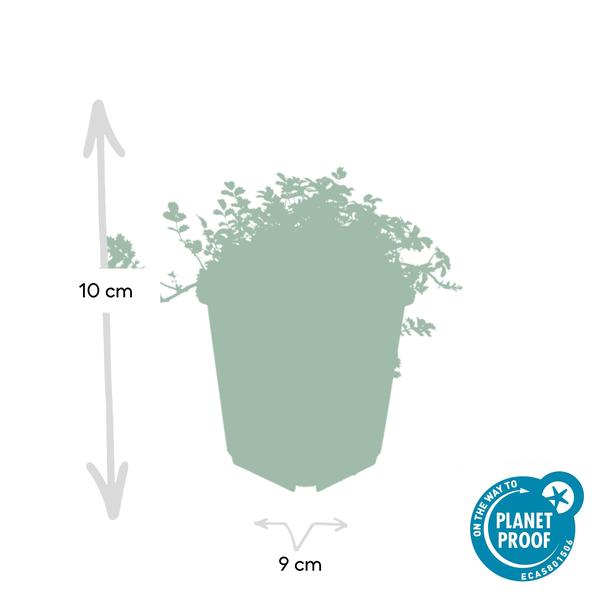 Acaena microphylla 'Kupferteppich' - ↕10-25cm - Ø9cm - 40x  BotanicBridge