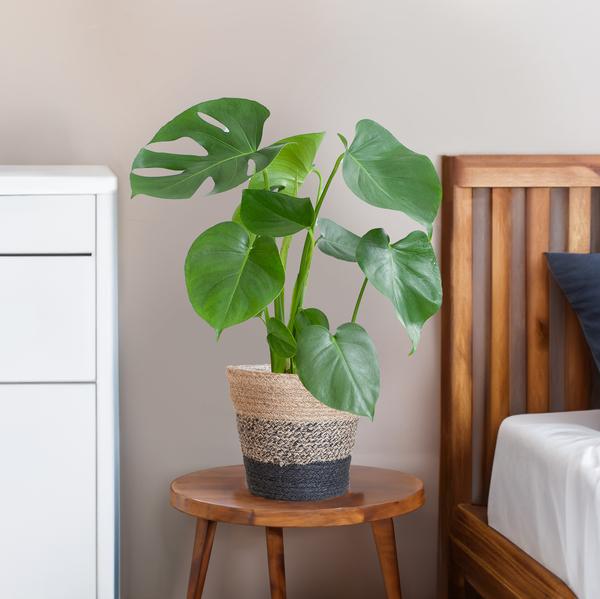 Monstera Deliciosa met Lissabon mand zwart  - 50cm - Ø17  BotanicBridge