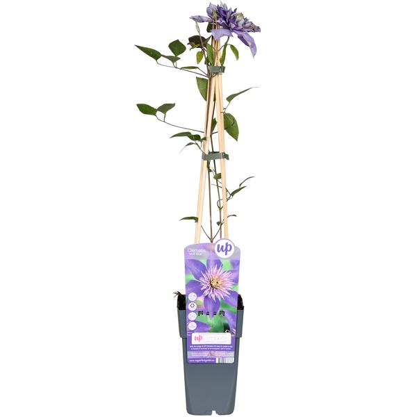 Clematis Multi Blue - Clematis Blauw - Ø15cm - ↕65cm  BotanicBridge