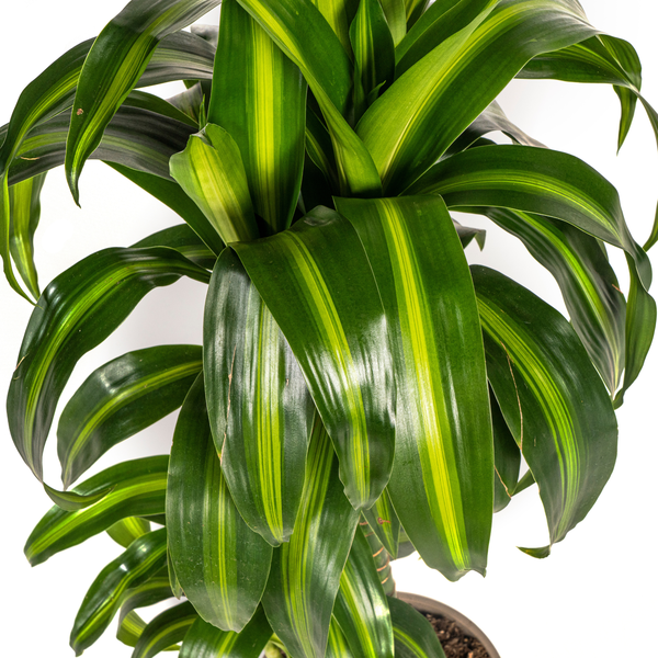 Dracaena Deremensis Hawaiian Sunshine Ø19cm - ↕80cm  BotanicBridge