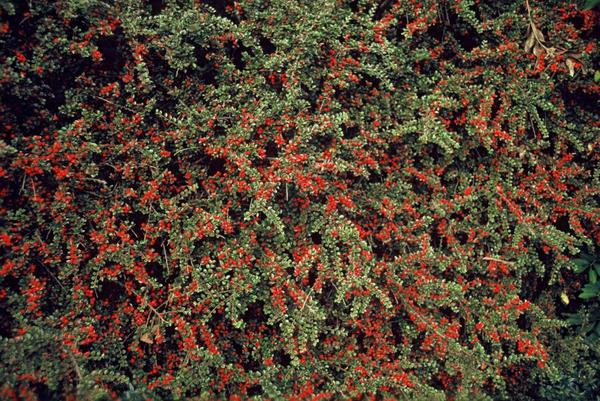 Cotoneaster horizontalis - ↕10-25cm - Ø9cm - 12x  BotanicBridge