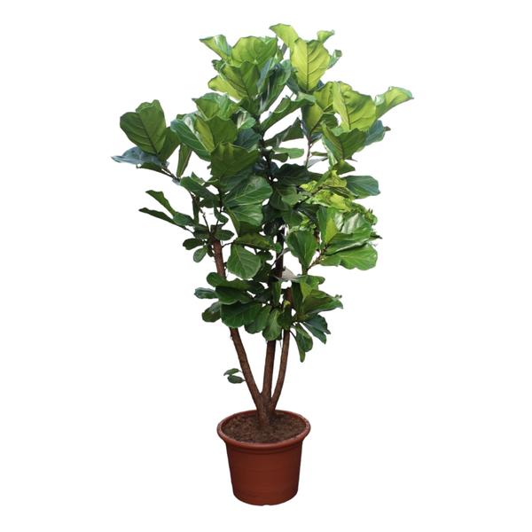 Ficus Lyrata vertakt - 240 cm - ø50  BotanicBridge