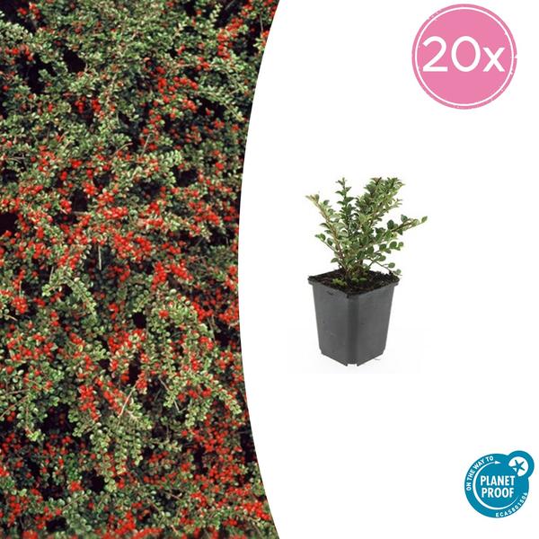 Cotoneaster horizontalis - ↕10-25cm - Ø9cm - 20x  BotanicBridge