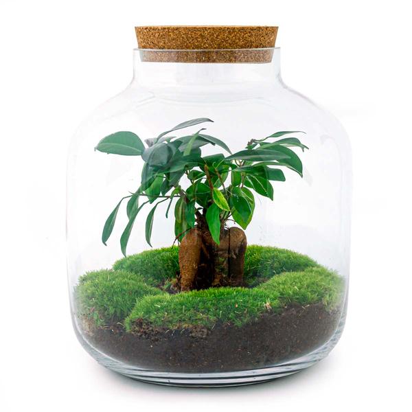 DIY terrarium - Billie Bonsai - ↕ 29 cm - Rake + Shovel + Tweezer + Scissors  BotanicBridge