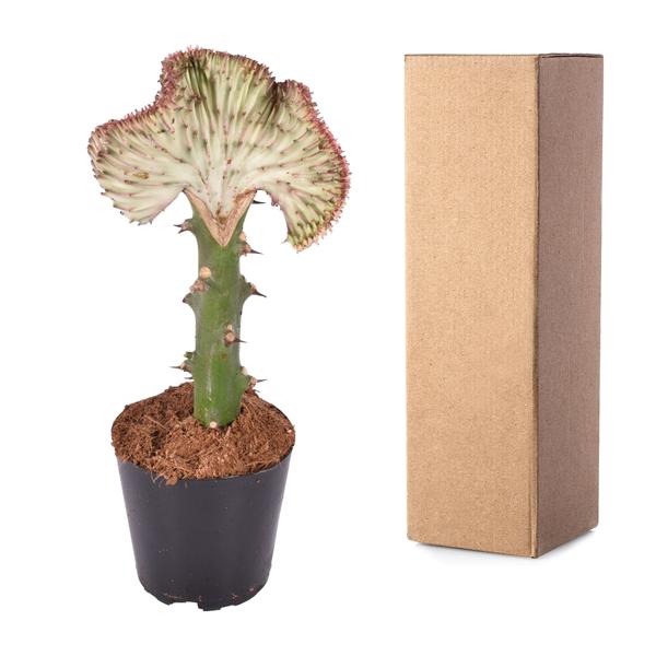 Euphorbia lactea Cristata rood - 30 cm - ø10,5  BotanicBridge