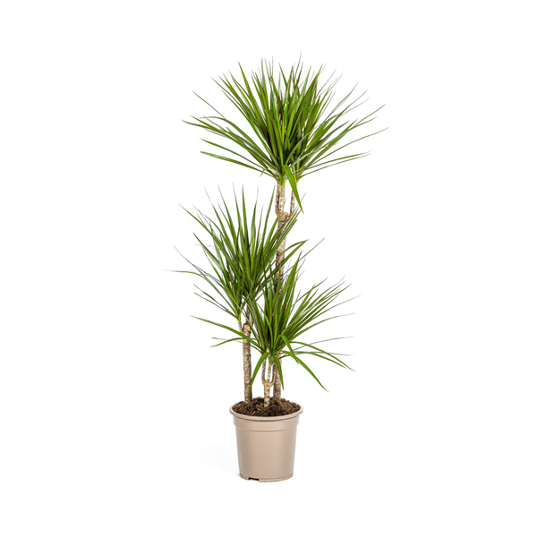 Dracaena Marginata Green Ø21cm - ↕120cm  BotanicBridge