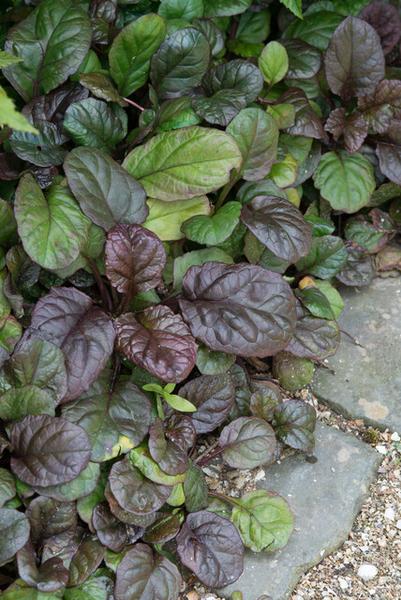 Ajuga reptans 'Catlin's Giant' - ↕10-25cm - Ø9cm - 12x  BotanicBridge