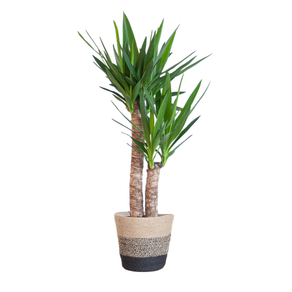 Yucca Elephantipes met Mand Lissabon zwart - 90cm - Ø21  BotanicBridge