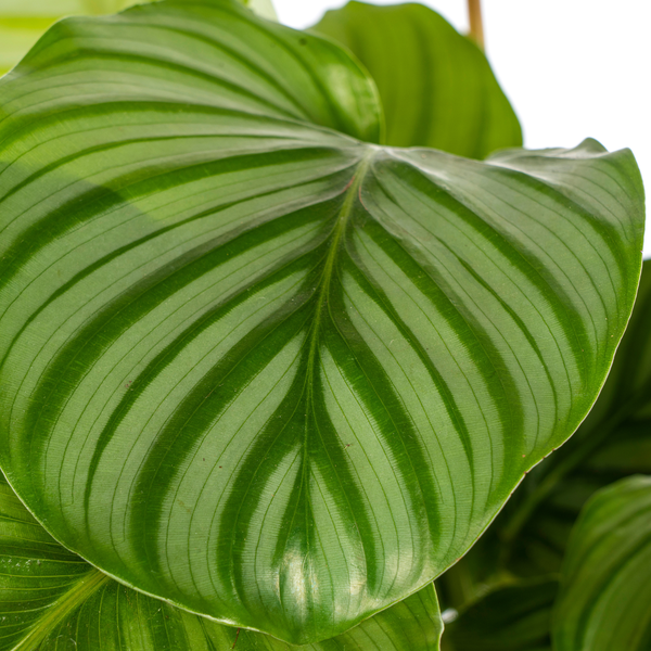 Calathea Orbifolia Ø17cm - ↕45cm  BotanicBridge