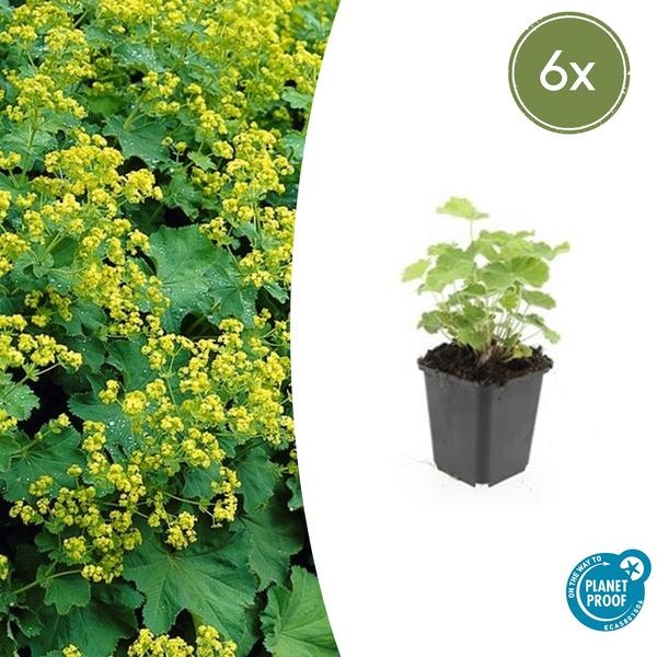 Alchemilla mollis - ↕10-25cm - Ø9cm - 6x  BotanicBridge