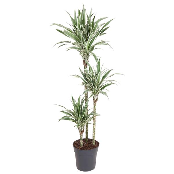 Dracaena White Stripe - 150 cm - ø24  BotanicBridge