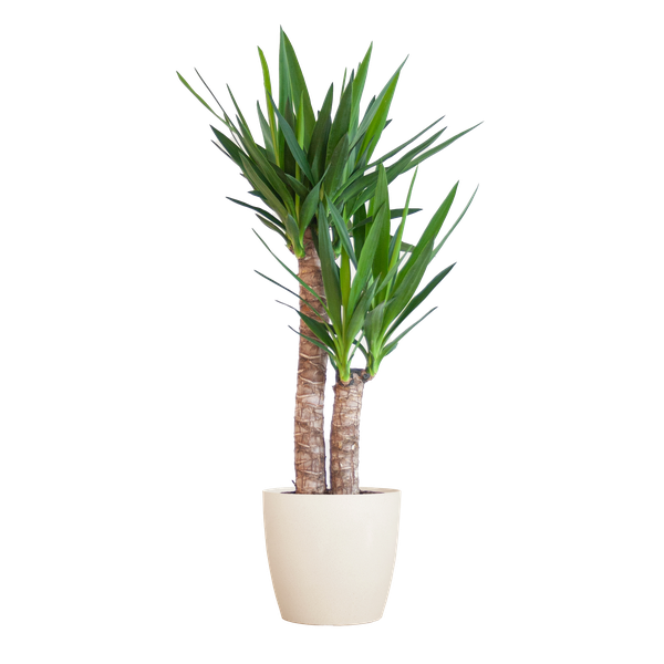 Yucca Elephantipes met Viber wit - 90cm - Ø21  BotanicBridge