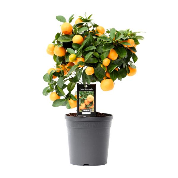 Citrus Calamondin - Ø15cm - ↕40cm  BotanicBridge