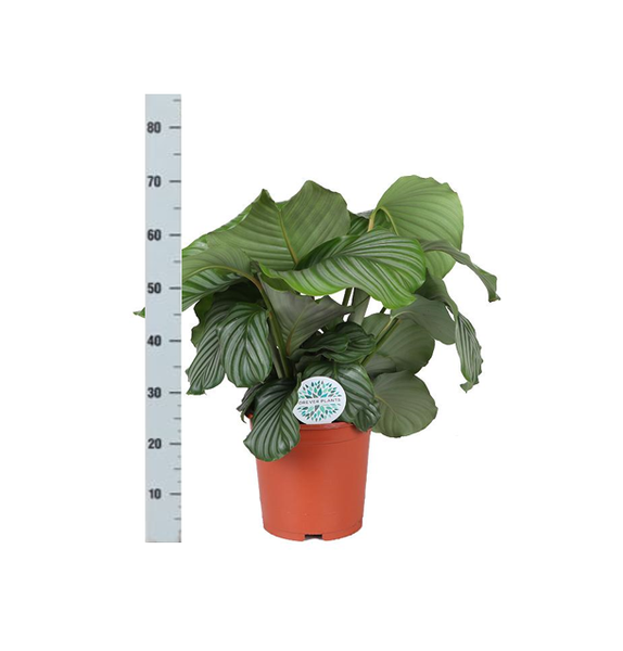 Calathea Orbifolia Ø21cm - ↕70cm in Boule TAUPE pot  BotanicBridge